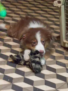 Australian Shepherd - Dailos Money Talks