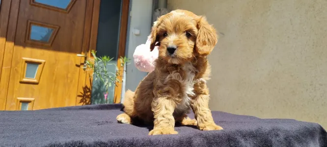 Cavapoo - Teddy