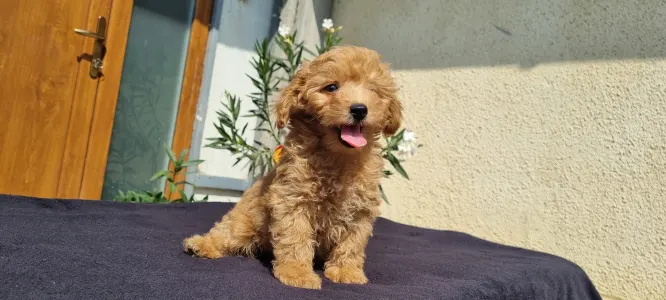 Caniche Toy - Odin