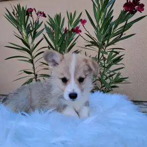 Welsh Corgi Pembroke - Cindy