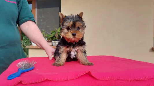 Yorkshire Terrier - Fantastic Magic