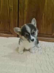 Welsh Corgi Pembroke - Darla