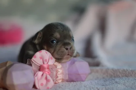 Französische Bulldogge - Lola