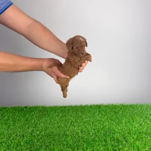 Poodle Miniature - Livio