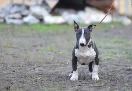 Miniature Bullterrier - Atlasz