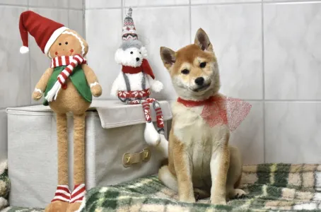 Shiba - Bravados Bara