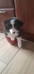 Border Collie - Edvárd