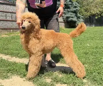 Poodle Standard - Jet’aime Charm