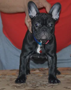 Bulldog francez - Xanthea