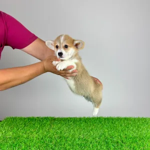 Pembroke Welsh Corgi - Paws