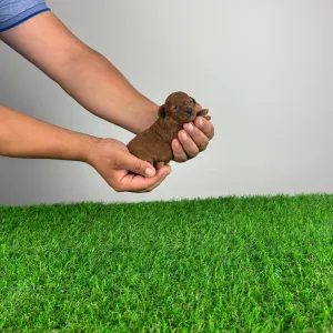 Poodle Toy - Joujou