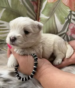 West Highland White Terrier - Boss