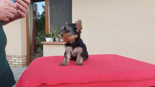 Yorkshire Terrier - Joy Boy (recommend For Show And Breeding)