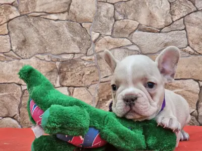 French Bulldog - Dodo