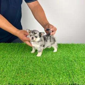 Chihuahua - Lindsay