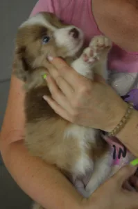 Border Collie - Snickers/ Chocolate Sable Merle Szuka