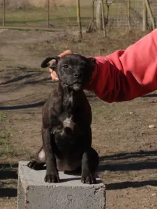 Staffordshire Bull Terrier - Dailos Without Warning 