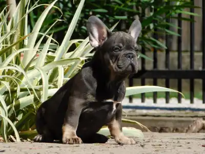 Buldog francuski - Donnie