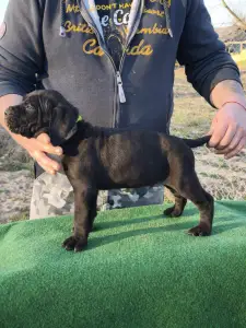 Cane Corso - Forza Di Diavolo Cesar