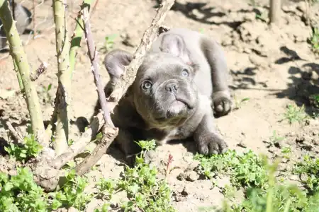 Francia bulldog - Ultor