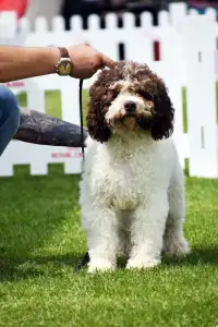 Wasserhund der Romagna - Artemis Floresti
