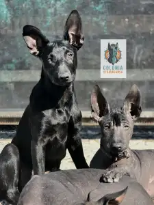 Mexican Hairless Dog - Mahogany