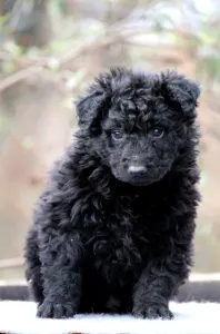 Mudi - Pörgelóci Spuri