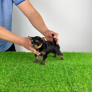 Yorkshire Terrier - Pancho