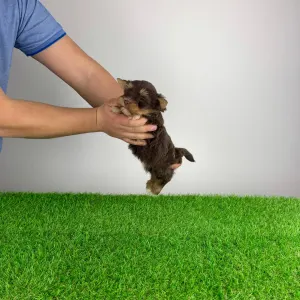 Yorkshire Terrier - Livius