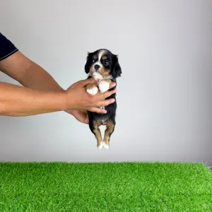 Cavalier King Charles Spaniel - Veritas
