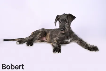 Irish Wolfhound - Bobert