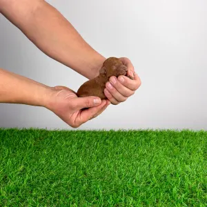 Poodle Miniature - Hillary