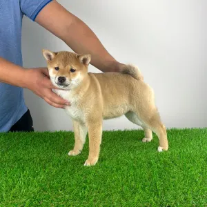 Shiba - Kami