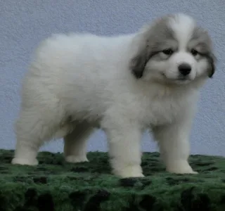Pyrenean Mountain Dog - Candybelldream Emma