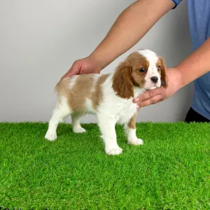 Cavalier King Charles Spaniel - Felicy