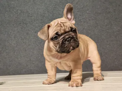 French Bulldog - Elmo