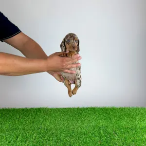 Jamnik - Doggy
