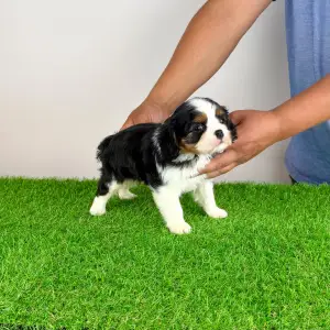 Cavalier King Charles spániel - Minnie