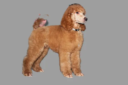 Óriás uszkár - Jatt Black