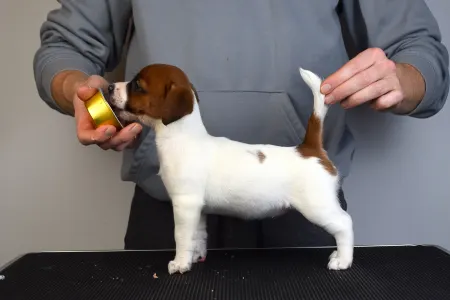 Jack Russell Terrier - Gold Leash Ursa