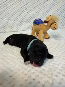 Portugalský vodní pes - Bodie