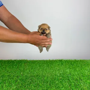German Pomeranian Spitz - Gatsby