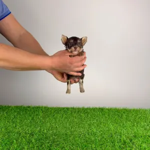 Yorkshire Terrier - Menos