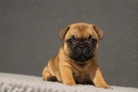 Buldog francuski - E. T.