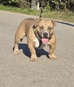 American Bully - Pocket - Bbb.szimba