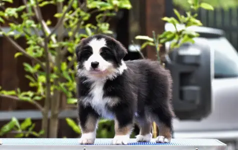 Австралийская овчарка - Winstead Palladium Viscount