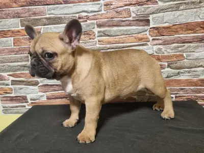 French Bulldog - Gemma