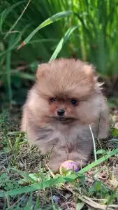 Pomeranian - Víkó