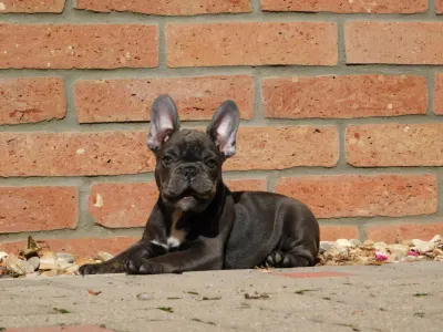 Französische Bulldogge - Davis