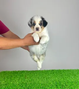 Australian Shepherd - Talizman